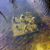 Agnete og Havmanden (Agnete and the Mermen) underwater statue in the Gammel Strand canal, central Copenhagen, Denmark,